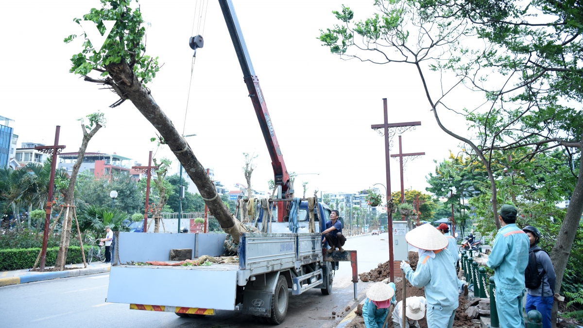 Loạt cây giáng hương tạo diện mạo mới trên tuyến phố đi bộ Trịnh Công Sơn